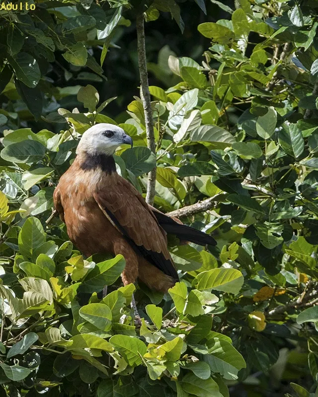 Gavilan pescador, gavilan de cienega