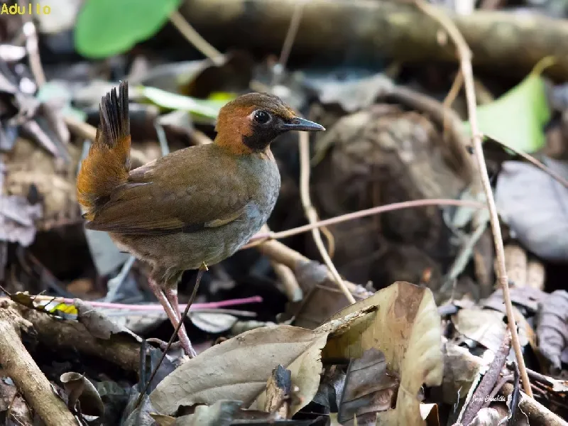 Gallito de selva, gallito hormiguero carinegro
