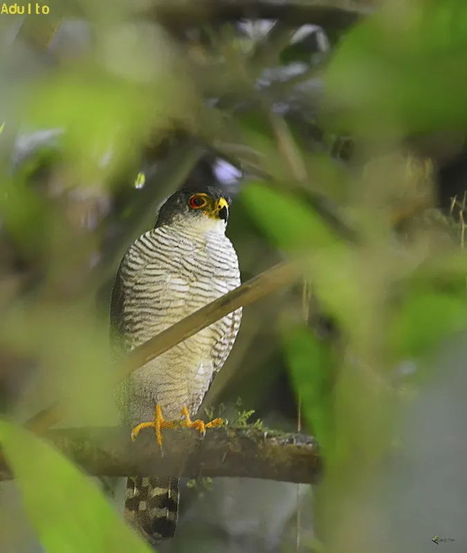 Camaleon, gavilan enano