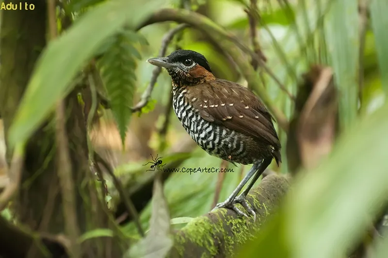 Tororoi pechiescamoso