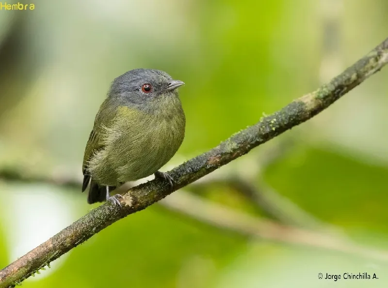 Saltarin coroniblanco