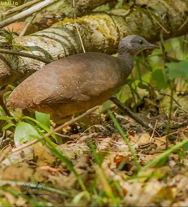 Congolona, gallinita de monte, gongolona, yerre, tinamu chico