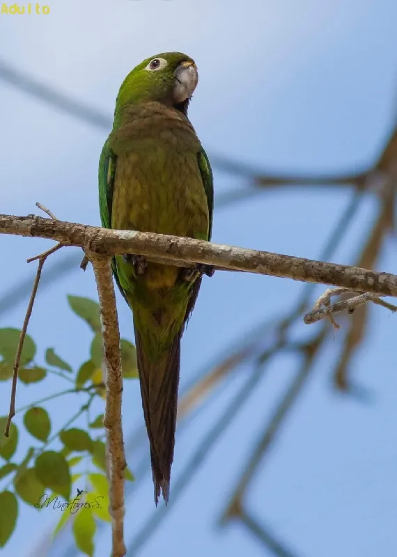 Perico, perico azteco