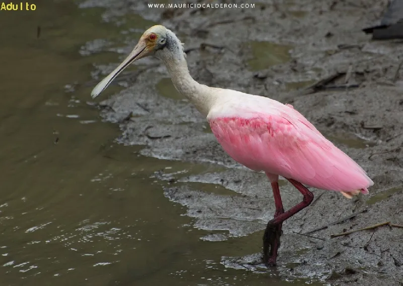 Garza morena, garza rosada, pato cuchara, pato rosado, espatula rosada