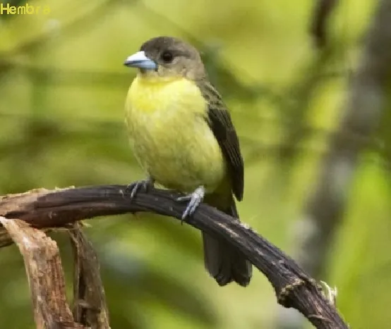 Sangre de toro, sargento