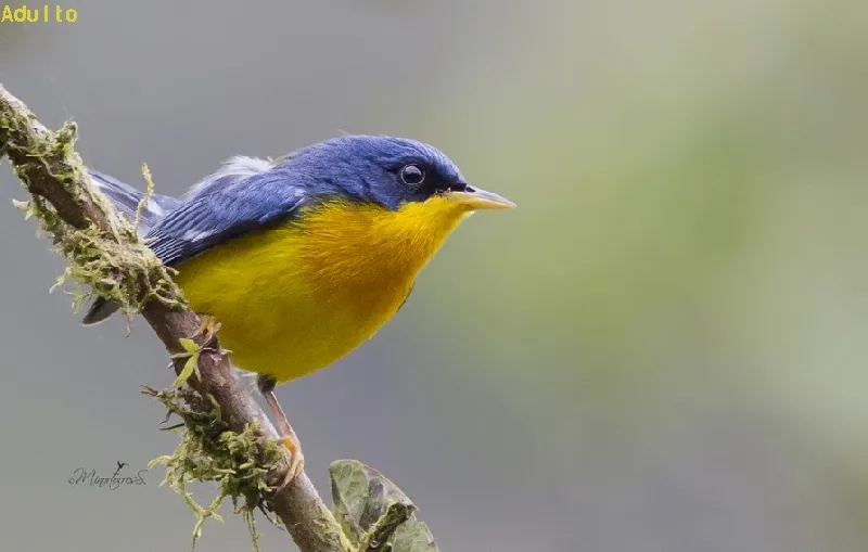 Parula tropical