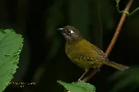 Chlorospingus flavopectus