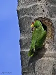 Amazona albifrons
