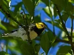 Setophaga virens