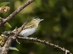 Vireo olivaceus