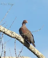 Patagioenas flavirostris