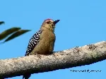 Melanerpes rubricapillus