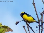 Euphonia luteicapilla