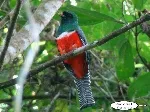 Trogon collaris