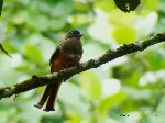 Trogon collaris