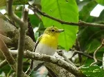 Vireo flavifrons