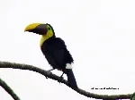 Ramphastos ambiguus