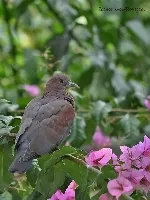 Patagioenas flavirostris