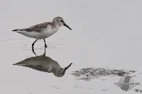 Calidris mauri