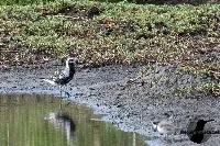 Pluvialis squatarola