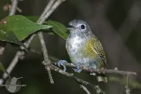 Pachysylvia decurtata