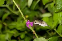 Microchera albocoronata