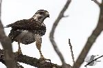 Buteo nitidus