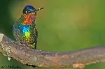 Panterpe insignis