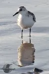 Calidris mauri