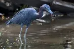 Egretta caerulea