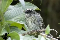 Basileuterus melanogenys