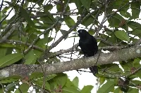 Amblycercus holosericeus