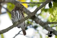 Glaucidium brasilianum