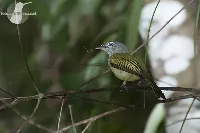 Tolmomyias sulphurescens