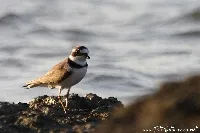 Charadrius semipalmatus