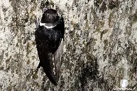 Golondron, vencejo collarejo