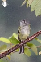 Poecilotriccus sylvia