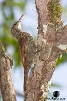 Lepidocolaptes souleyetii