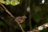 Synallaxis brachyura