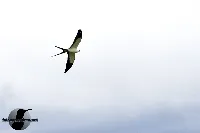 Gavilan tijerilla, tijerilla, elanio tijereta