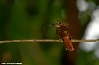 Onychorhynchus coronatus