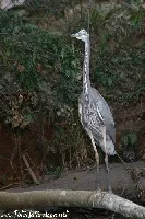 Ardea herodias