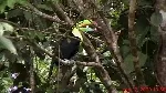 Ramphastos sulfuratus