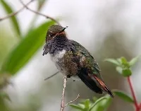 Selasphorus flammula