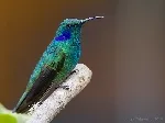 Colibri cyanotus