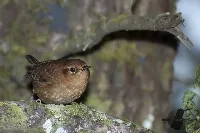 Troglodytes ochraceus