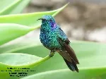 Colibri cyanotus