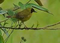 Geothlypis semiflava