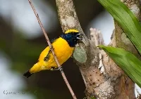 Euphonia laniirostris