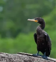 Phalacrocorax brasilianus